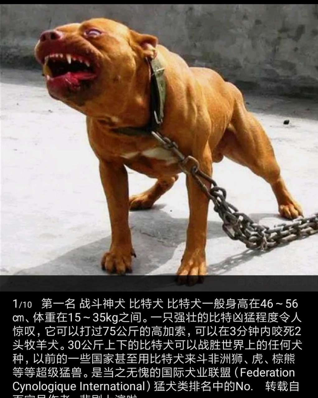全球10大恶犬排行榜,中国的藏獒居然没排上!