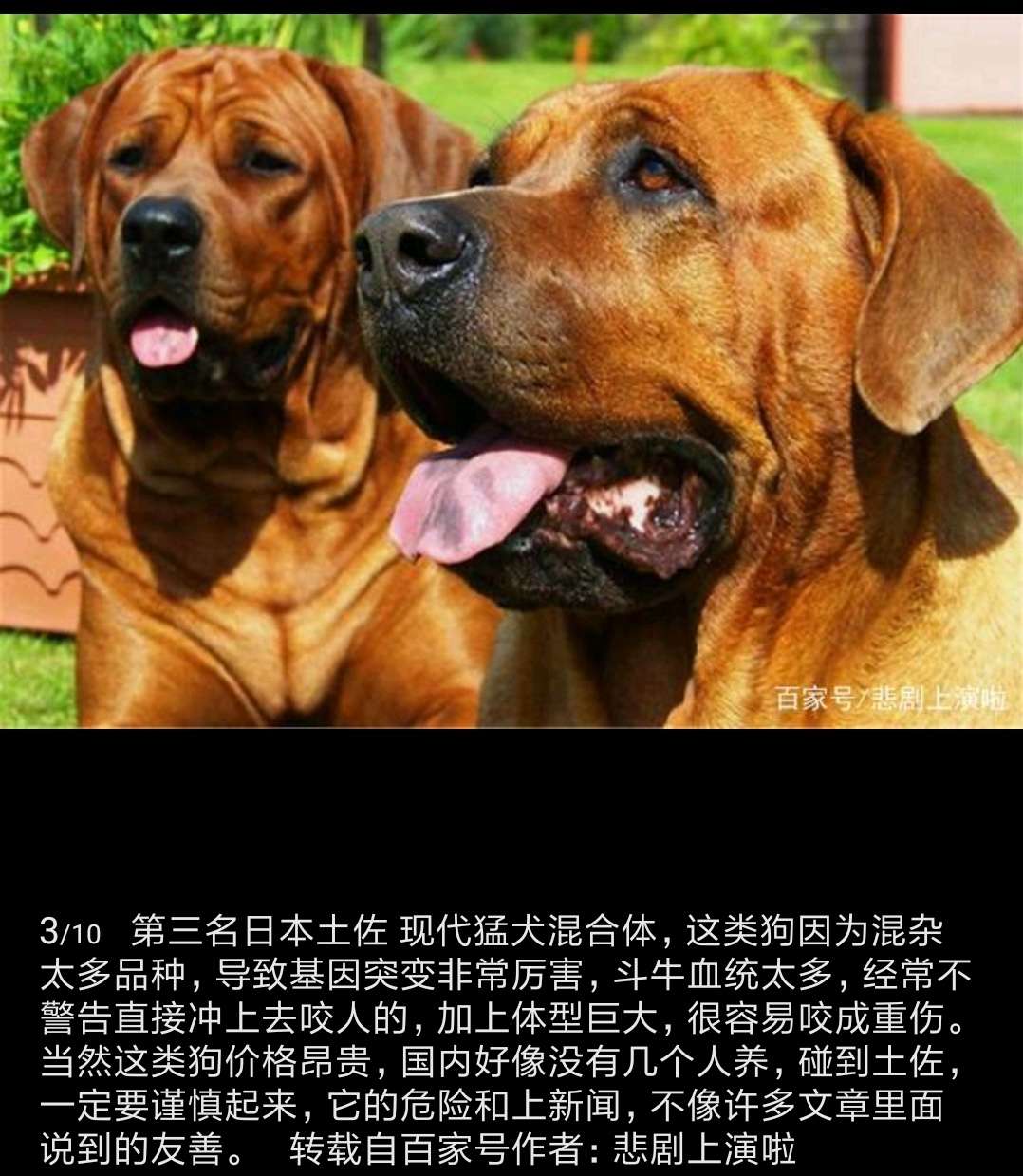 全球10大恶犬排行榜