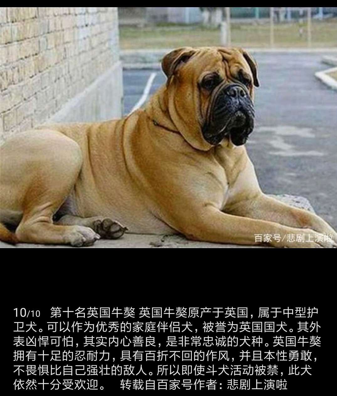 全球10大恶犬排行榜,中国的藏獒居然没排上!