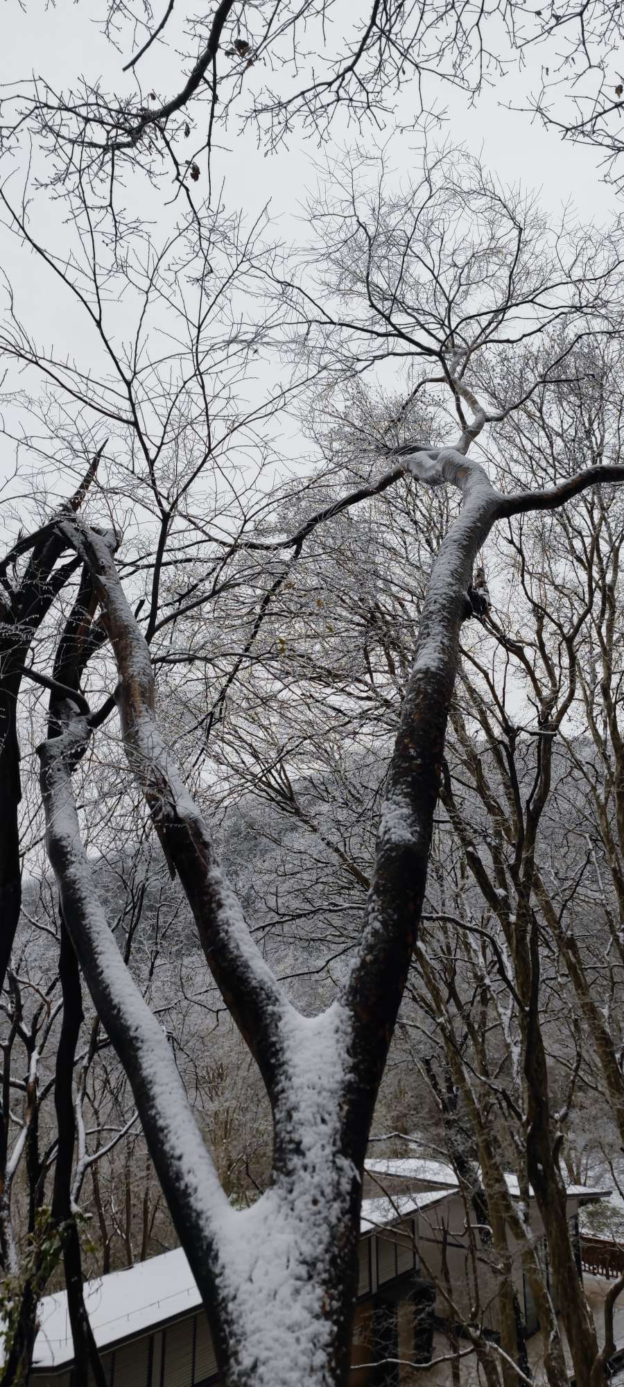 荆门圣境山雪景图片