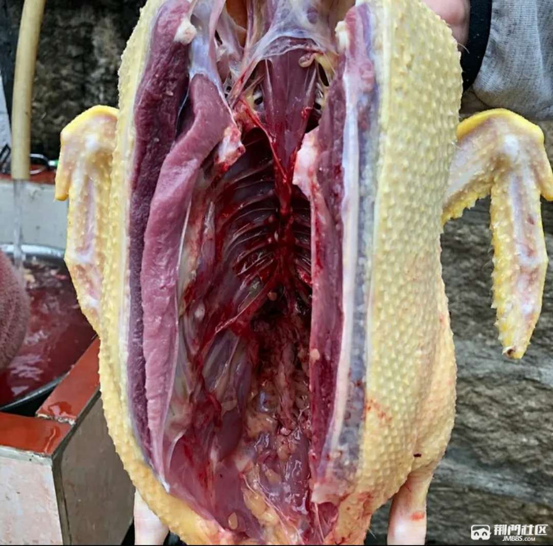 转让几只旱鸭子
