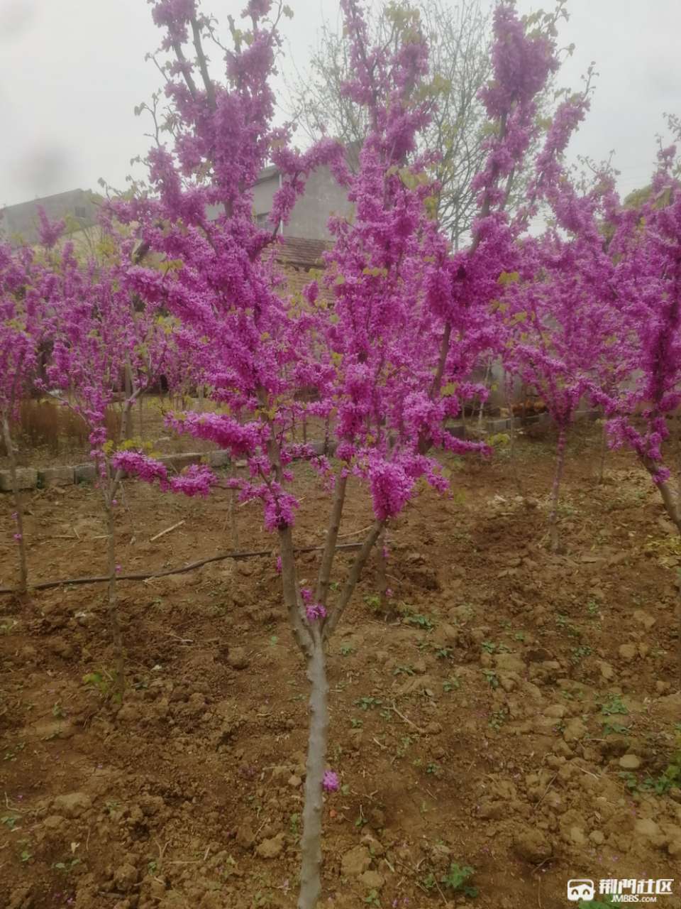 紫荆花树苗出售