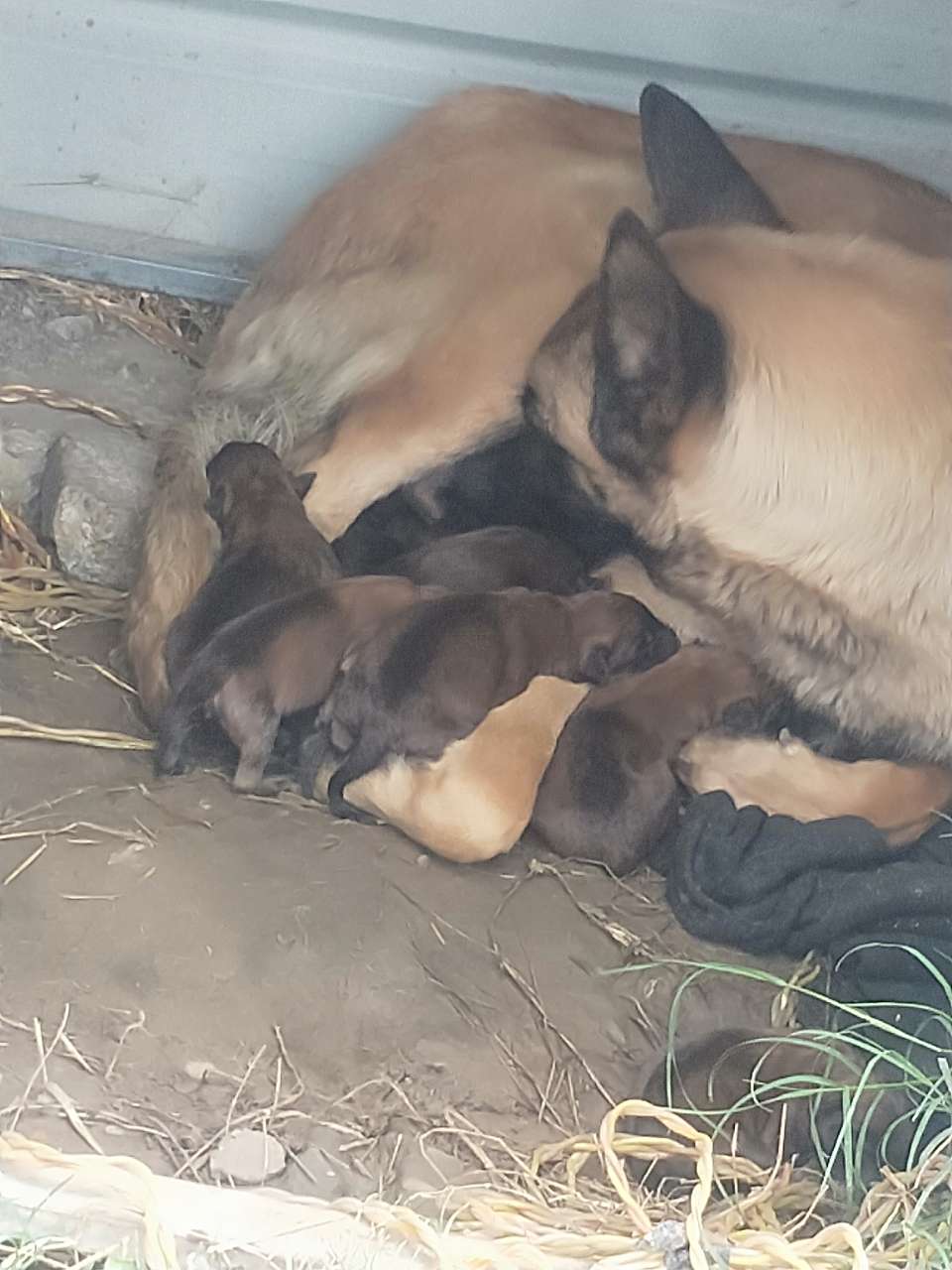 马犬与昆明杂交后代图图片