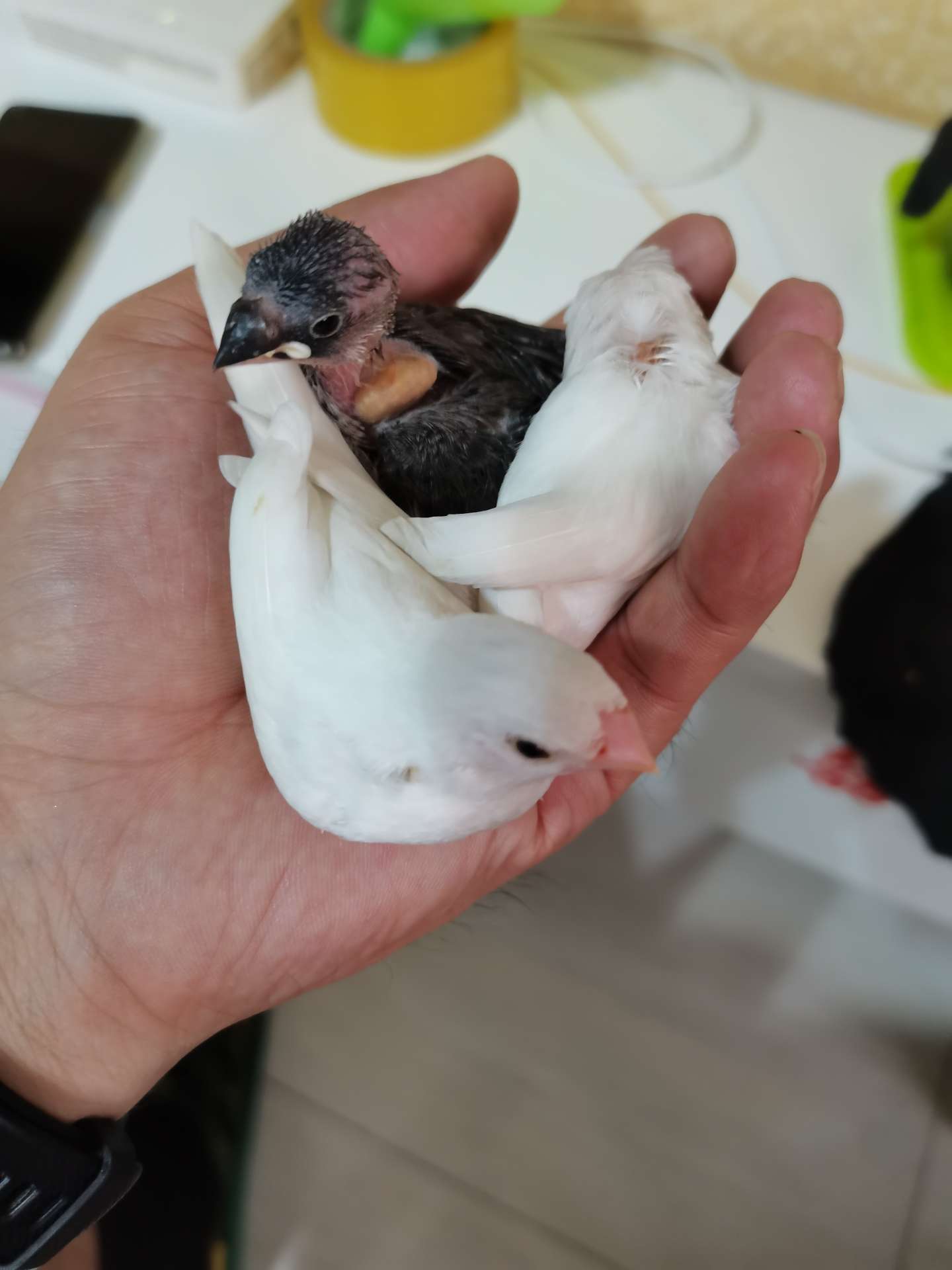 手养十姐妹鸟