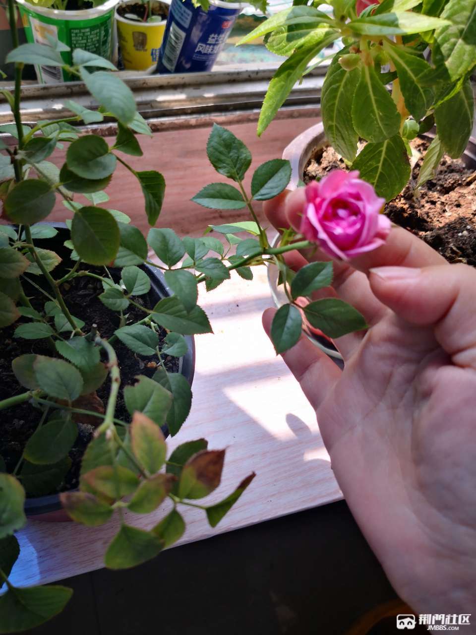 玲之妖精仟插苗 花卉园艺 荆门社区 玲之妖精仟插苗 花卉园艺 荆门社区