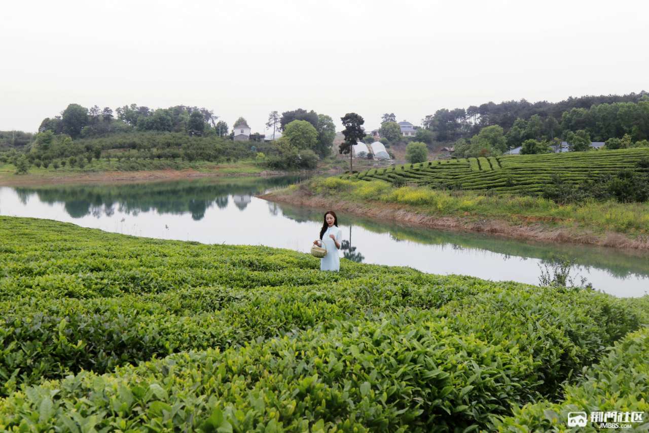 漳河迎接茶場茶文化旅遊節 - 我是拍客 - 荊門社區 - 強勢媒體 荊門