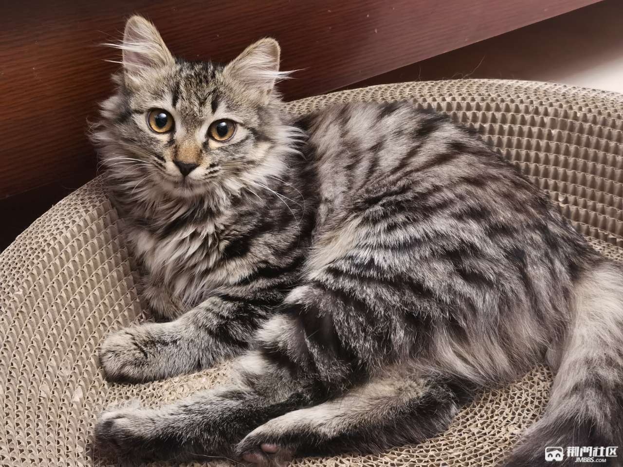 哪里有长毛狸花猫卖呀 求告知 哪里有长毛狸花猫卖呀 求告知
