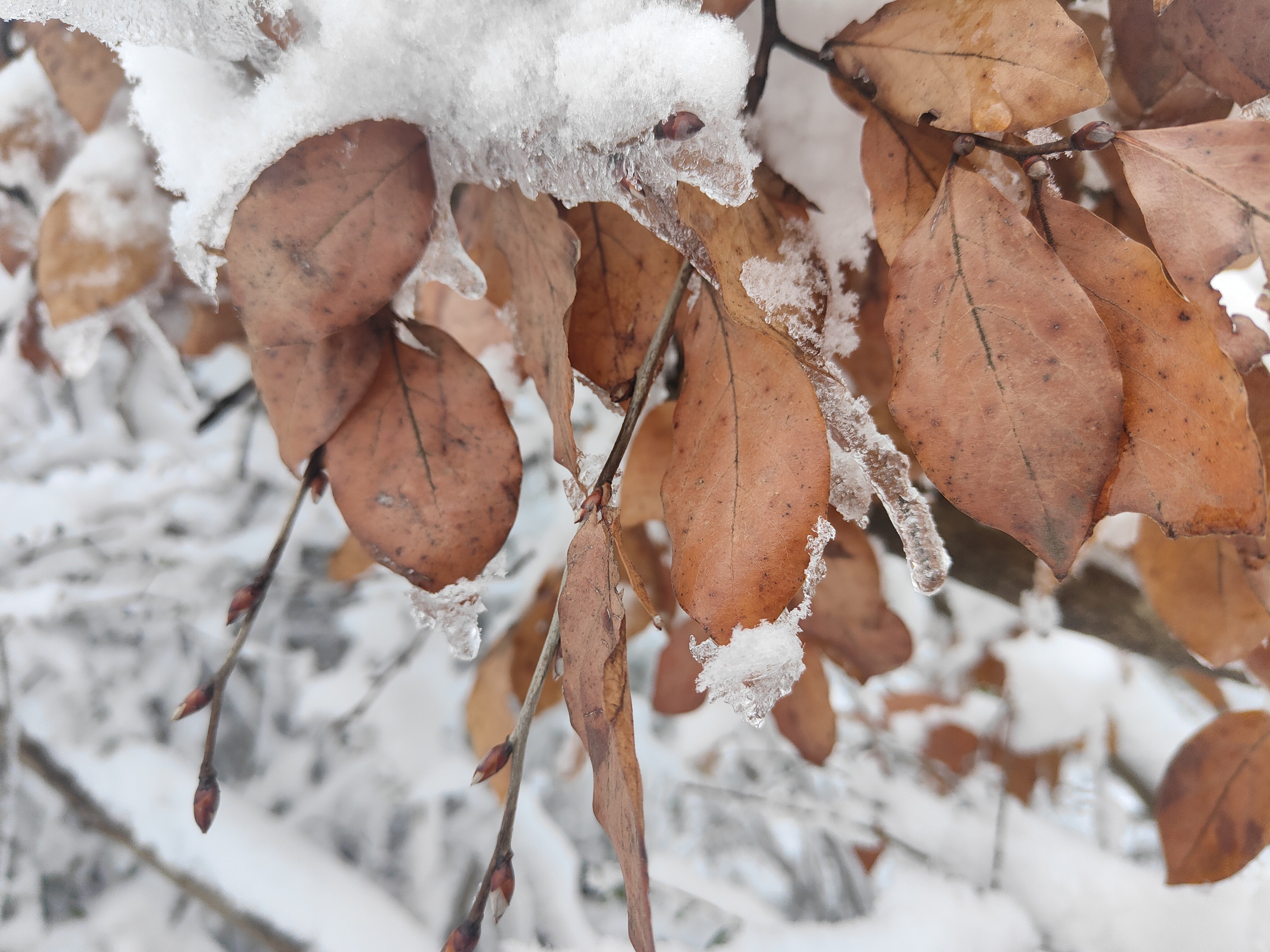 圣境山雪景图片