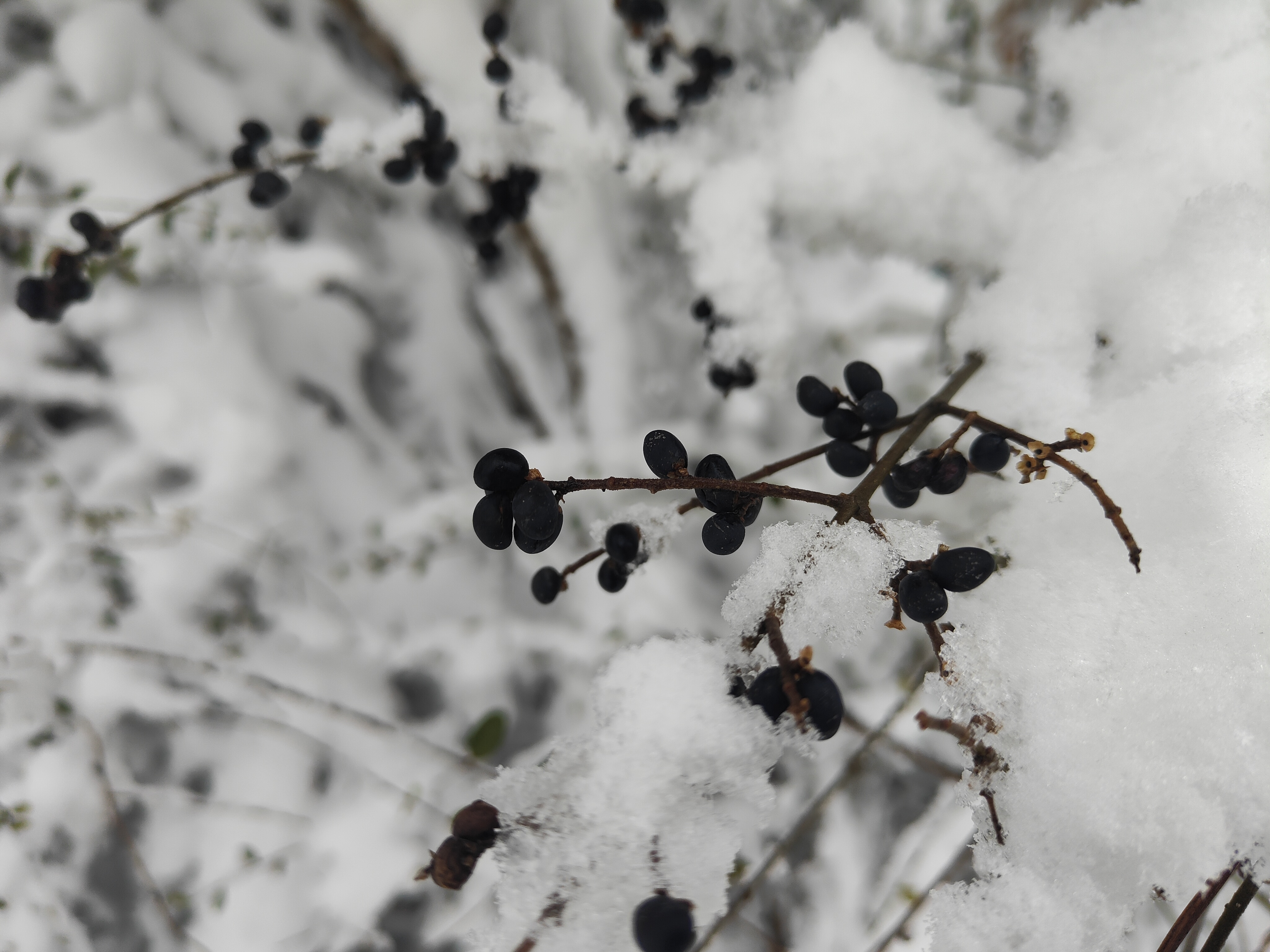 圣境山雪景图片