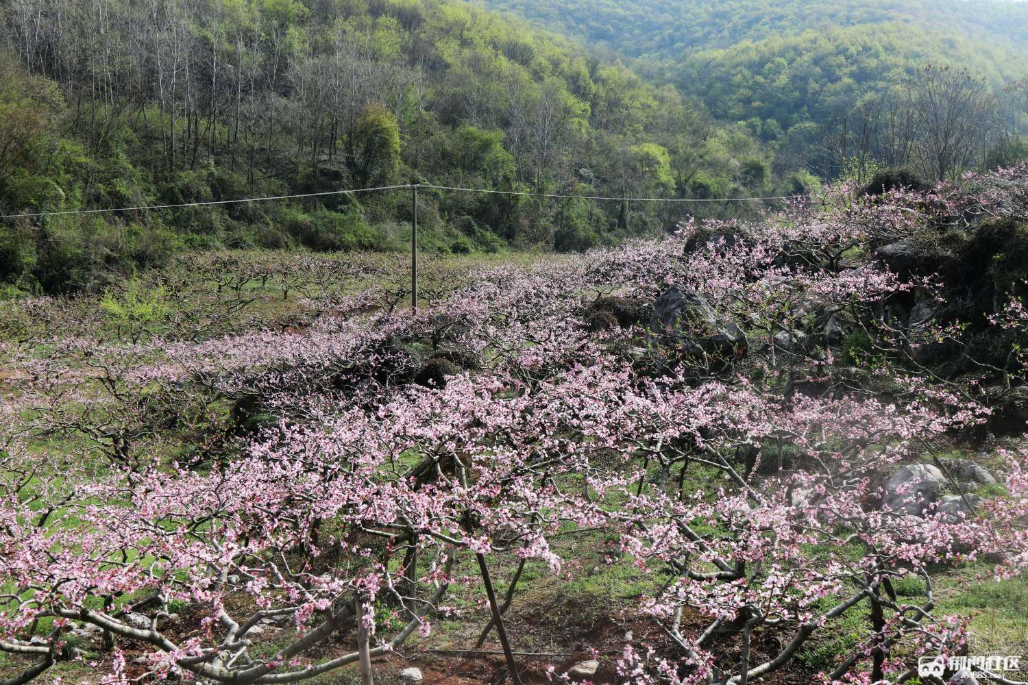 柏坪村桃花开了